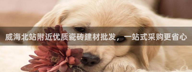 杏鑫平台代理注册流程图